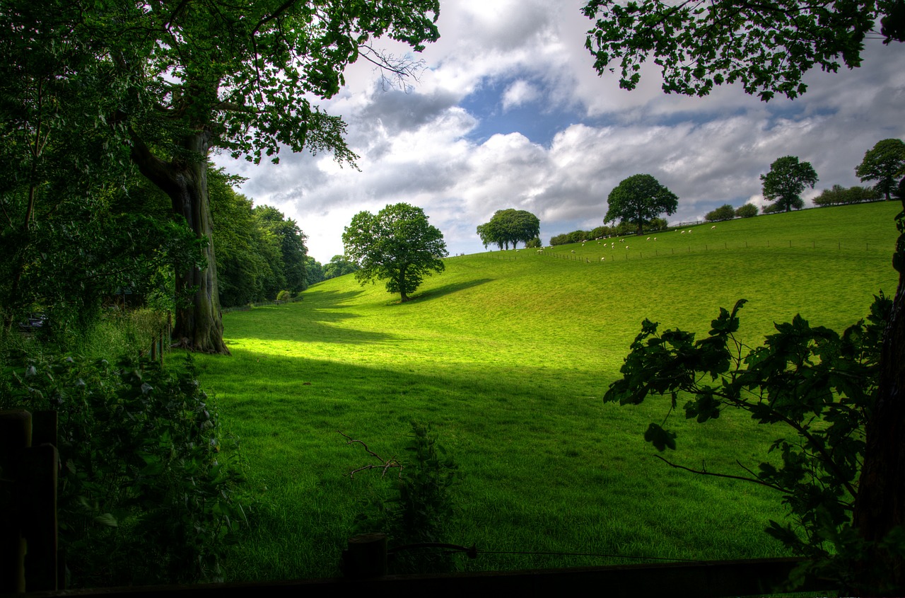 landscape spring wood free photo