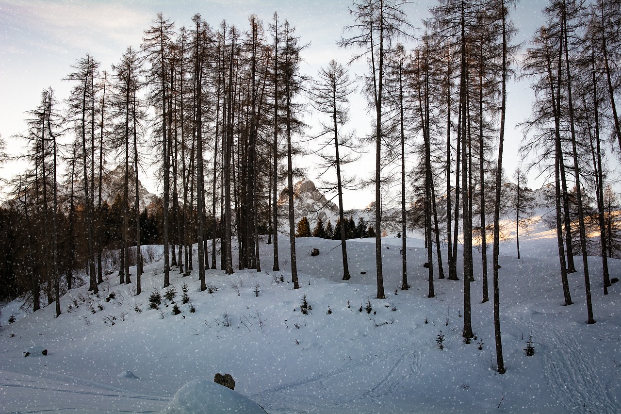 landscape  winter  snow free photo