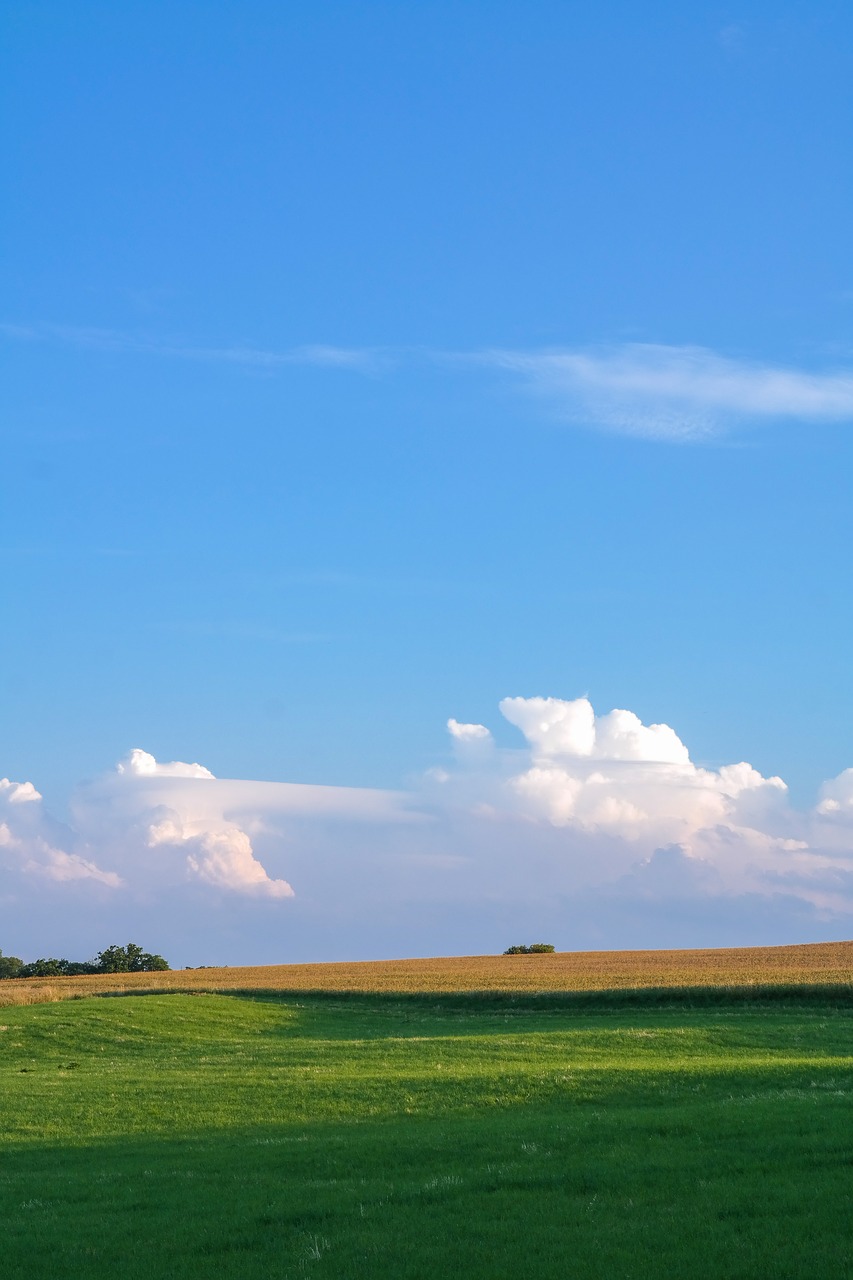 landscape  meadow  field free photo