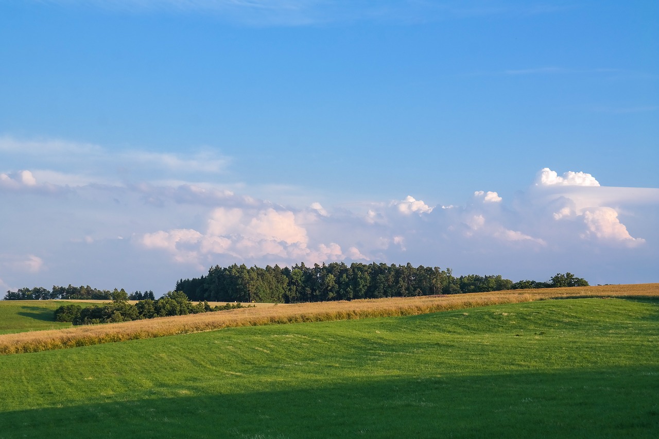 landscape  meadow  field free photo