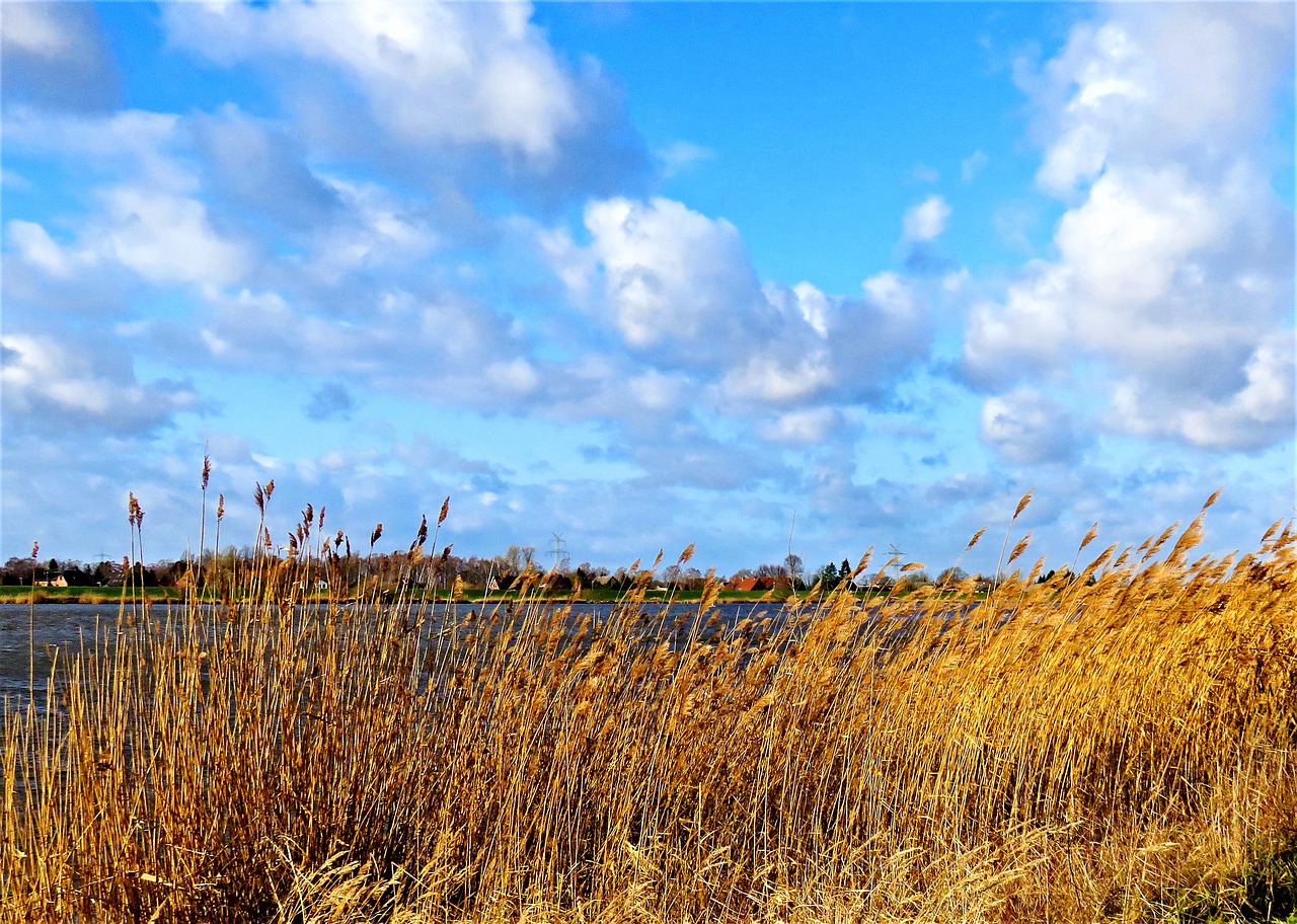 landscape  river  bank free photo