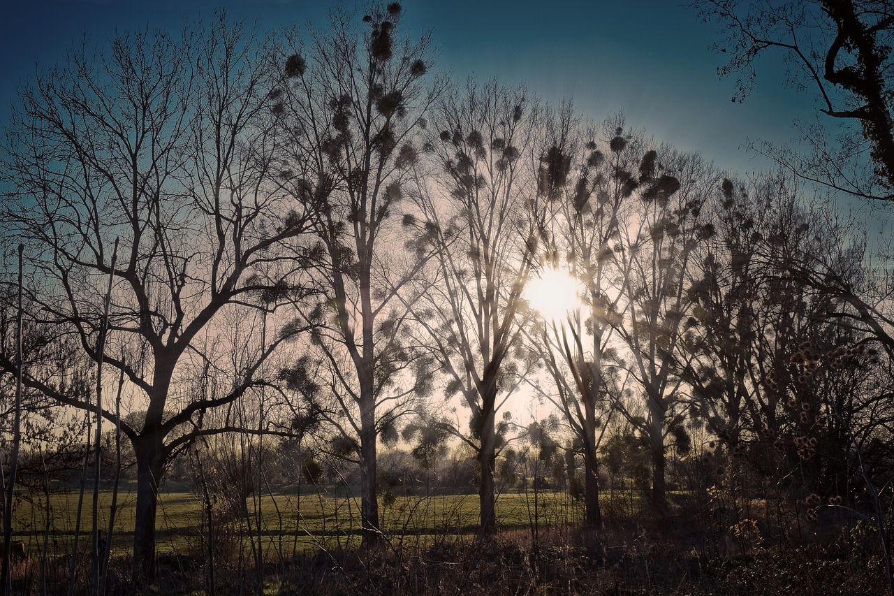 landscape  trees  nature free photo