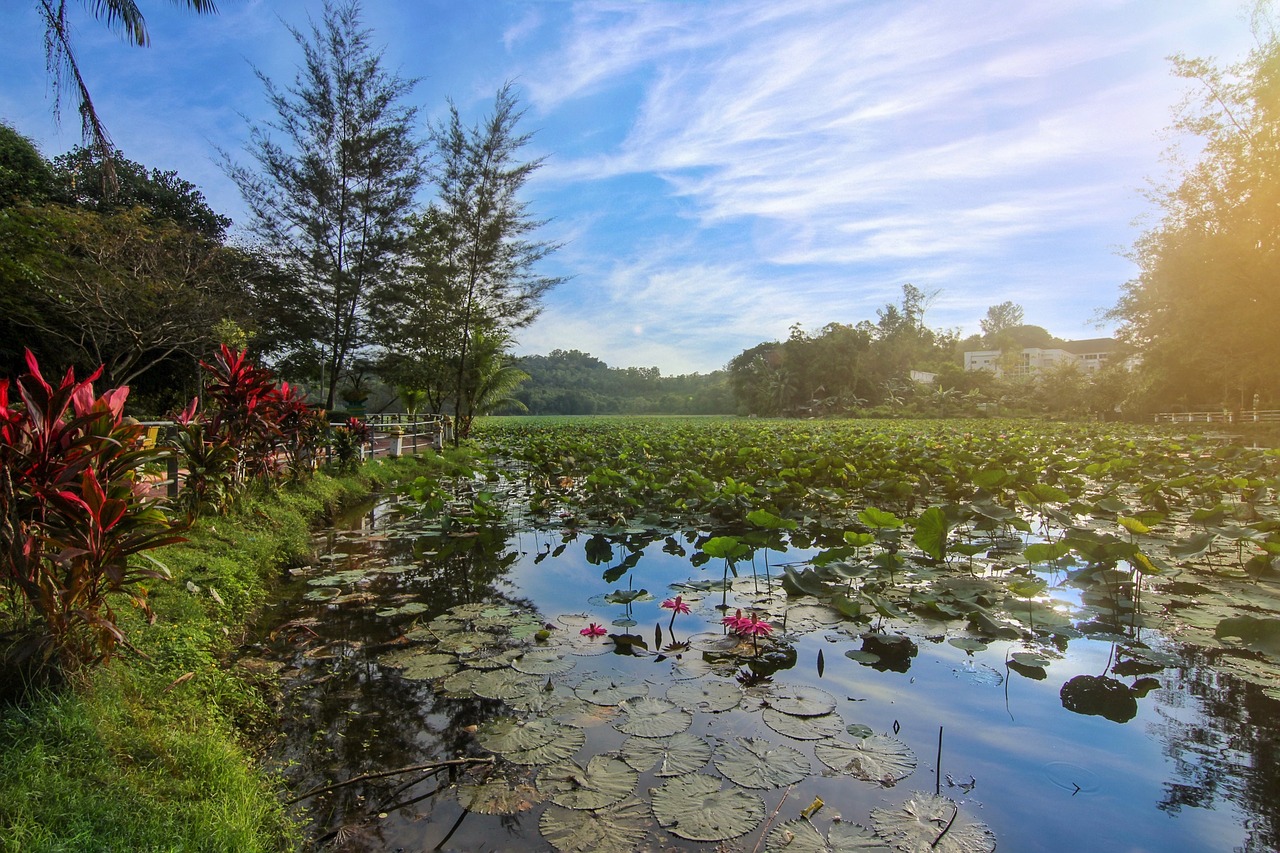 landscape  nature  forest free photo