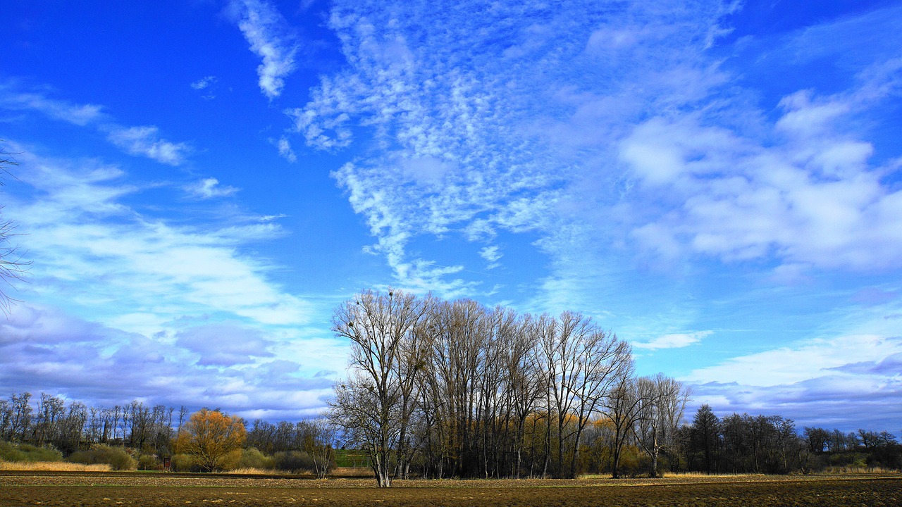 landscape  trees  grove of trees free photo