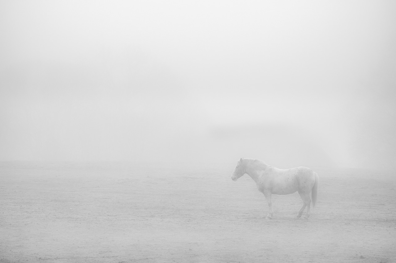 landscape  mist  fog free photo