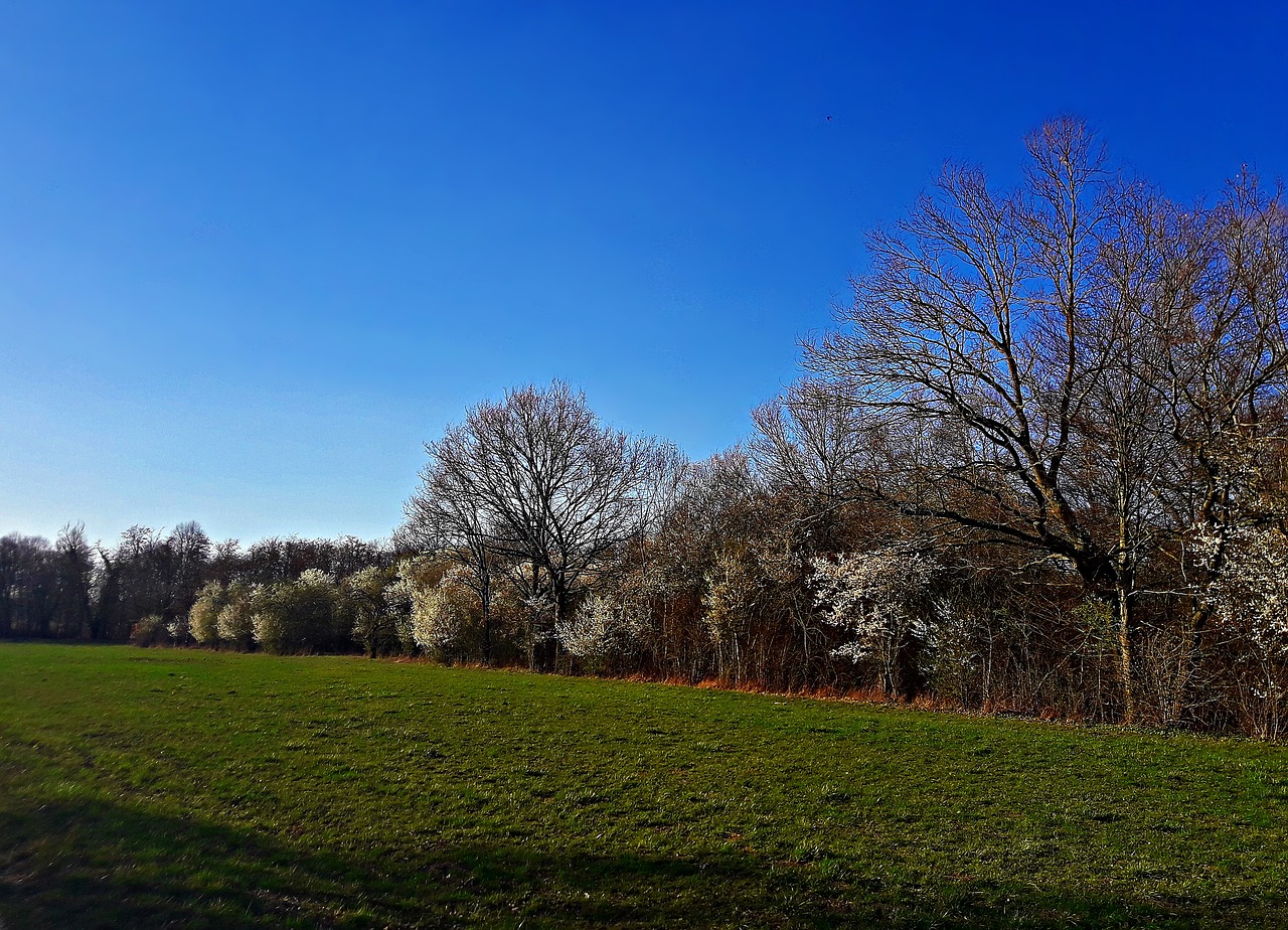 landscape  spring  field free photo