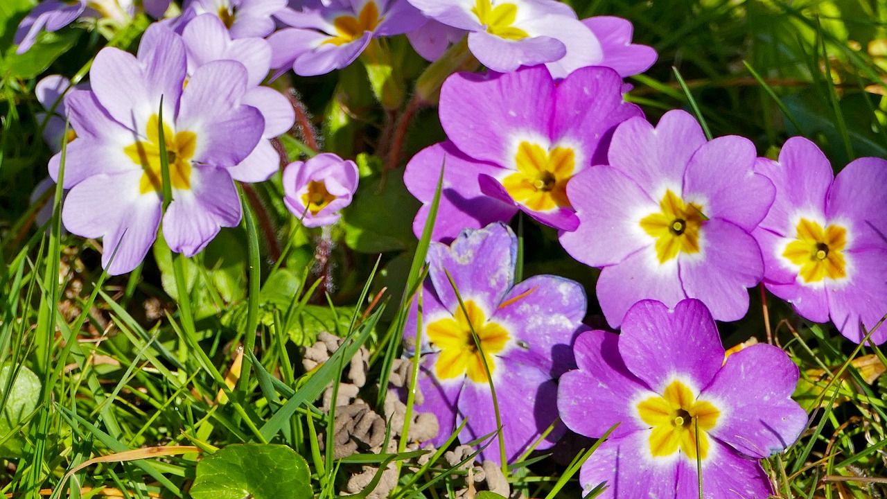 landscape  nature  flowers free photo