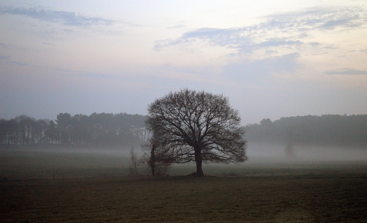 landscape  field  nature free photo