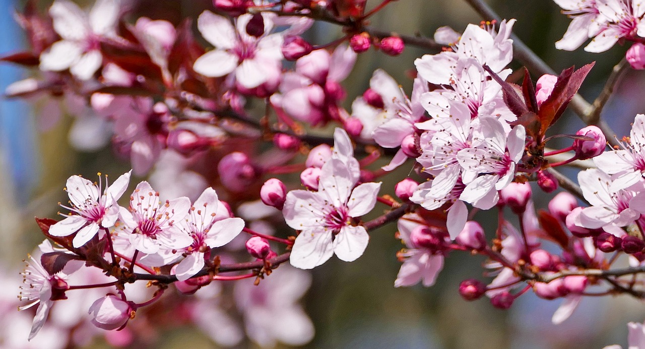 landscape  nature  spring free photo