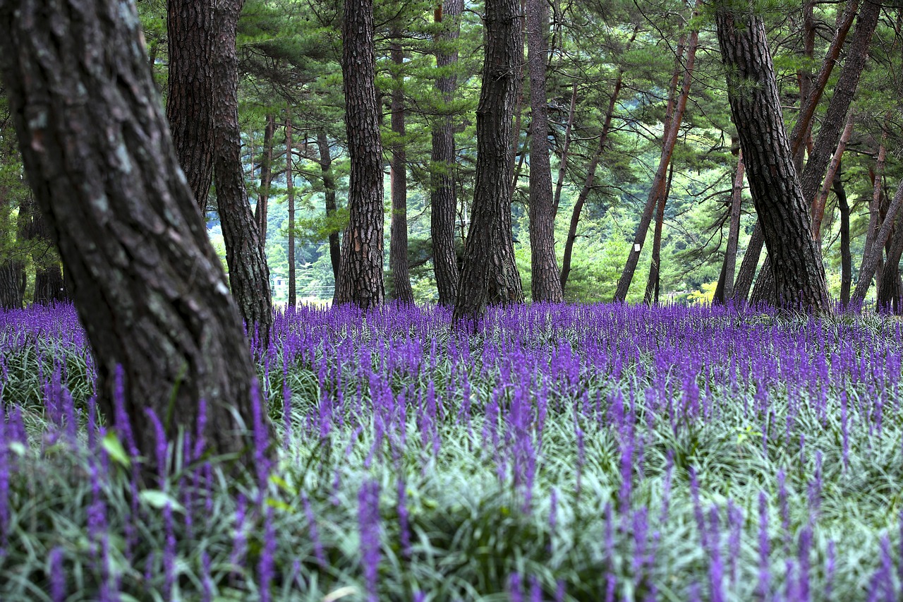 landscape  liriope  pine free photo