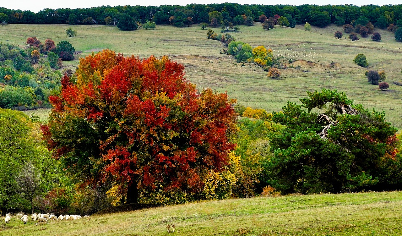 landscape trees green free photo