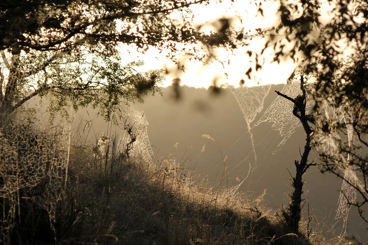 landscape  sunlight  trap free photo