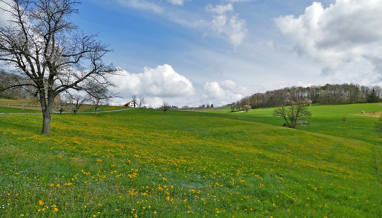 landscape  spring  nature free photo