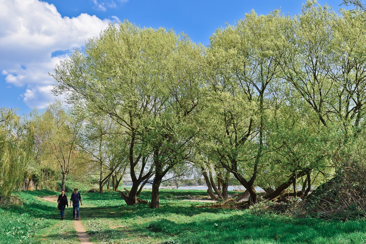 landscape  auen  nature free photo