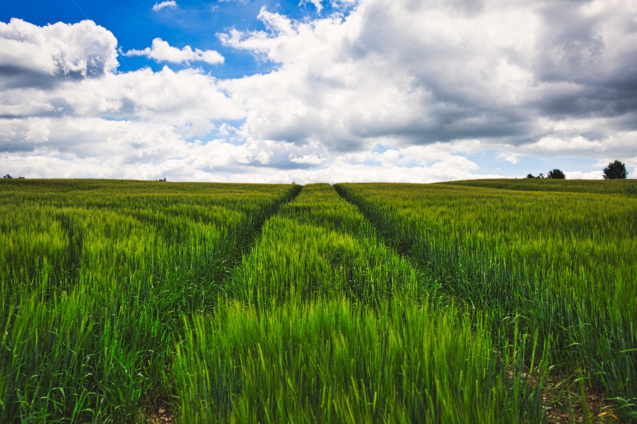 landscape  field  cereals free photo