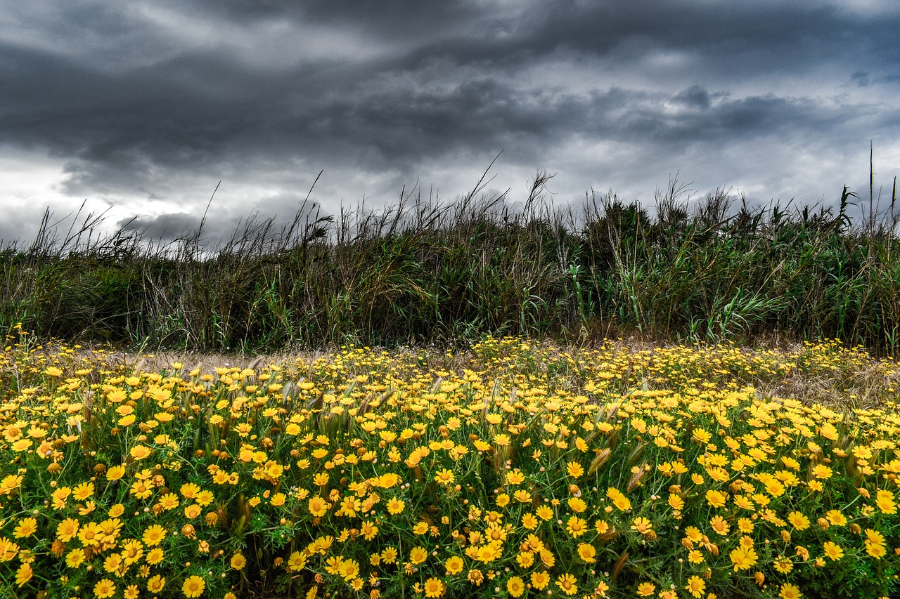 landscape  spring  nature free photo