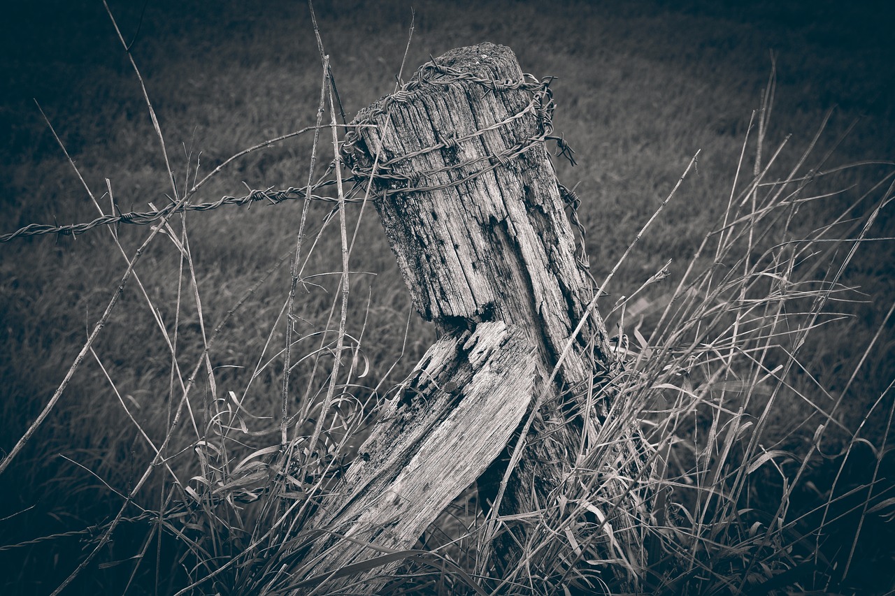 landscape  fence  field free photo