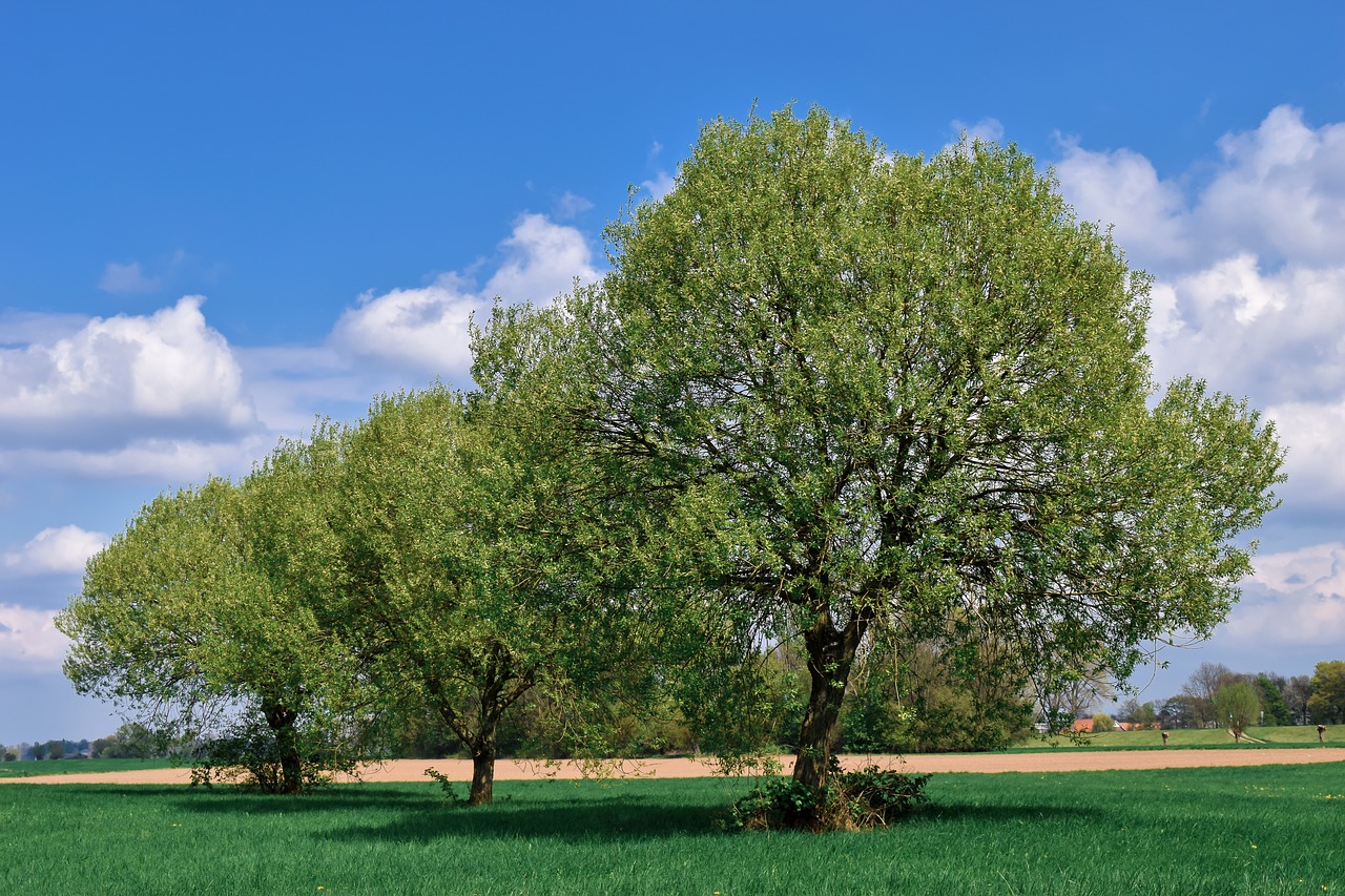 landscape  auen  nature free photo