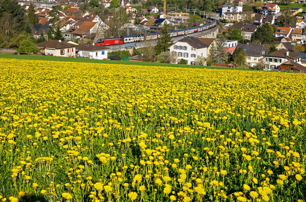 landscape  sea of flowers  blütenmeer free photo