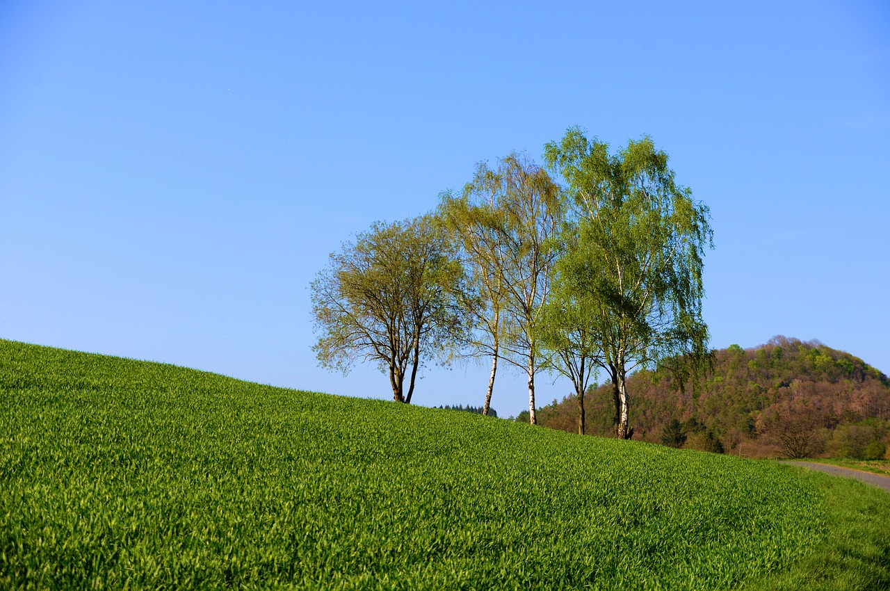 landscape  spring  meadow free photo