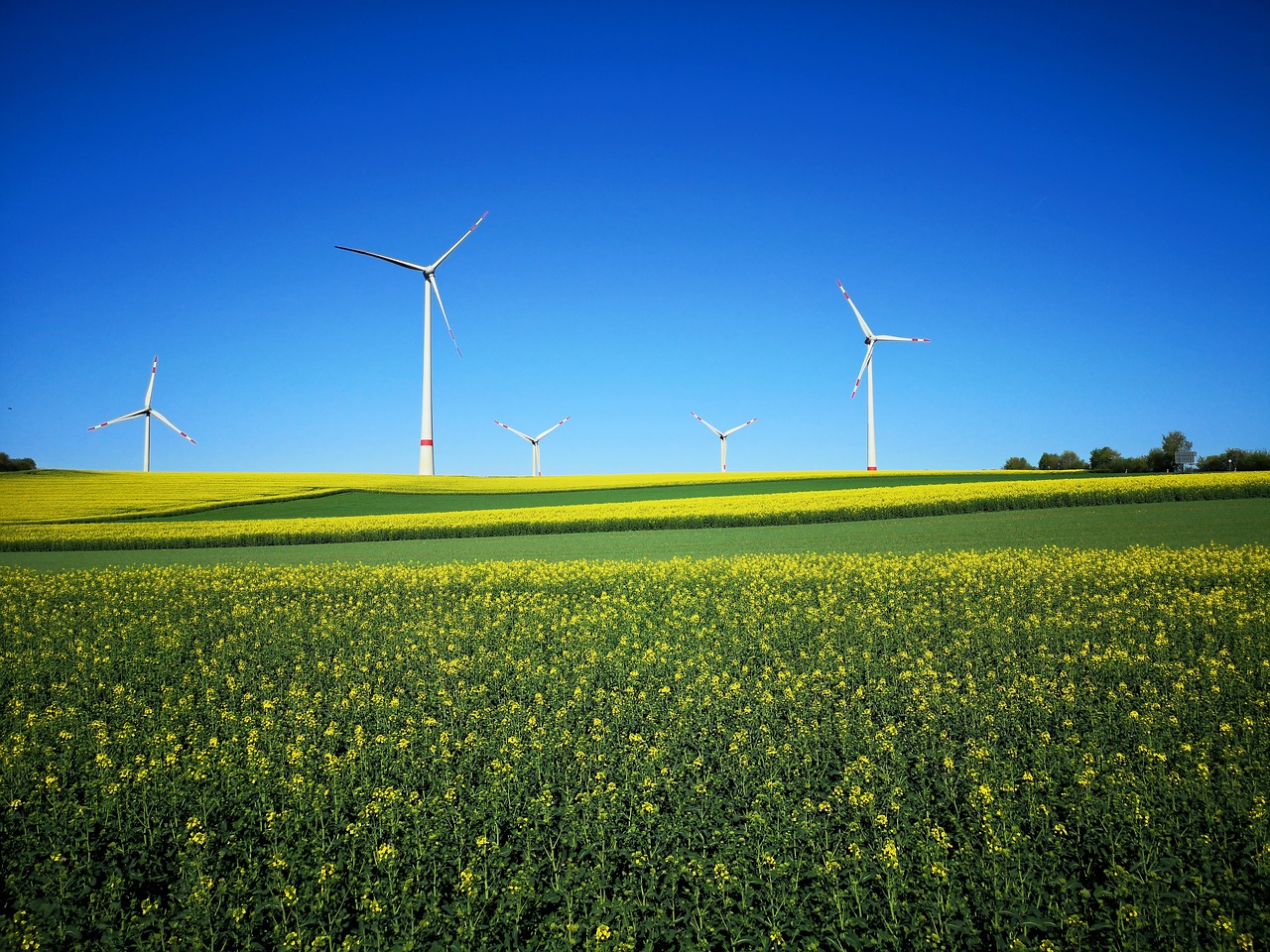 landscape  wind power  field of rapeseeds free photo