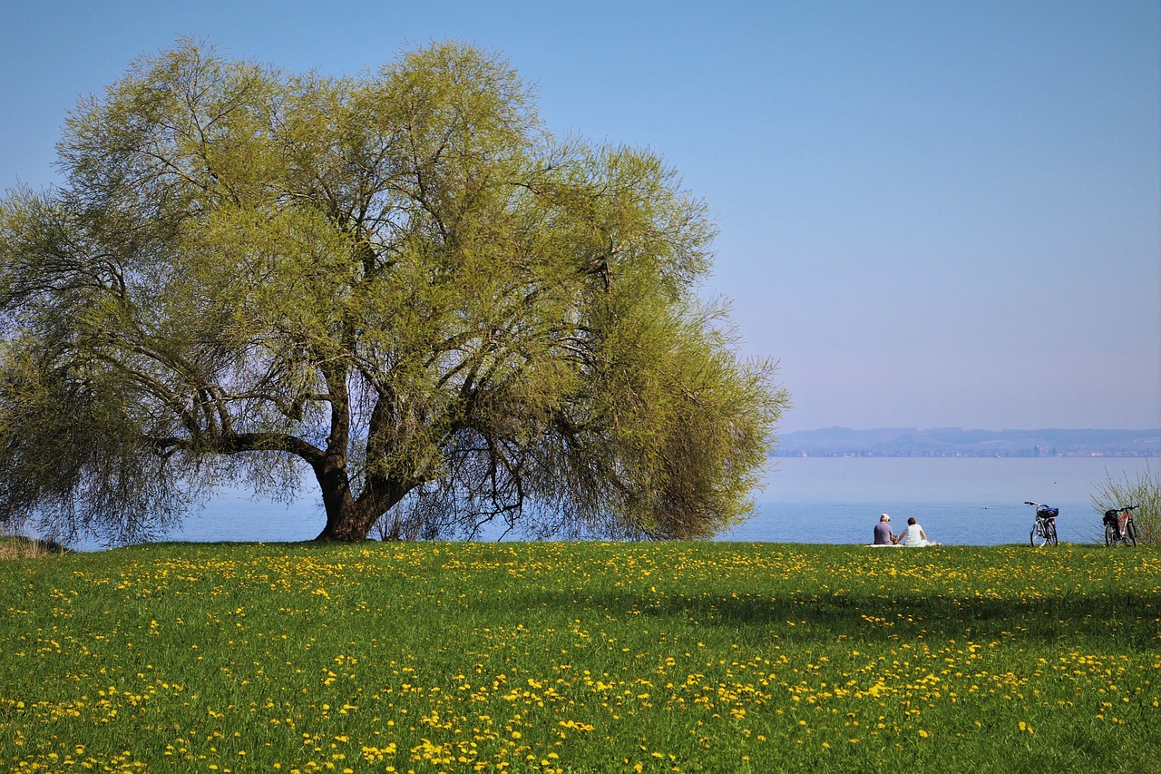 landscape  meadows  picnic free photo