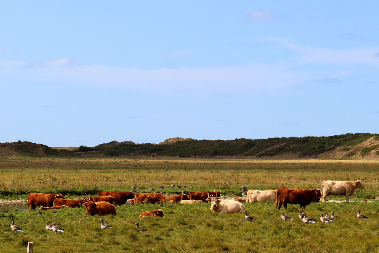 landscape  langeoog  nature free photo