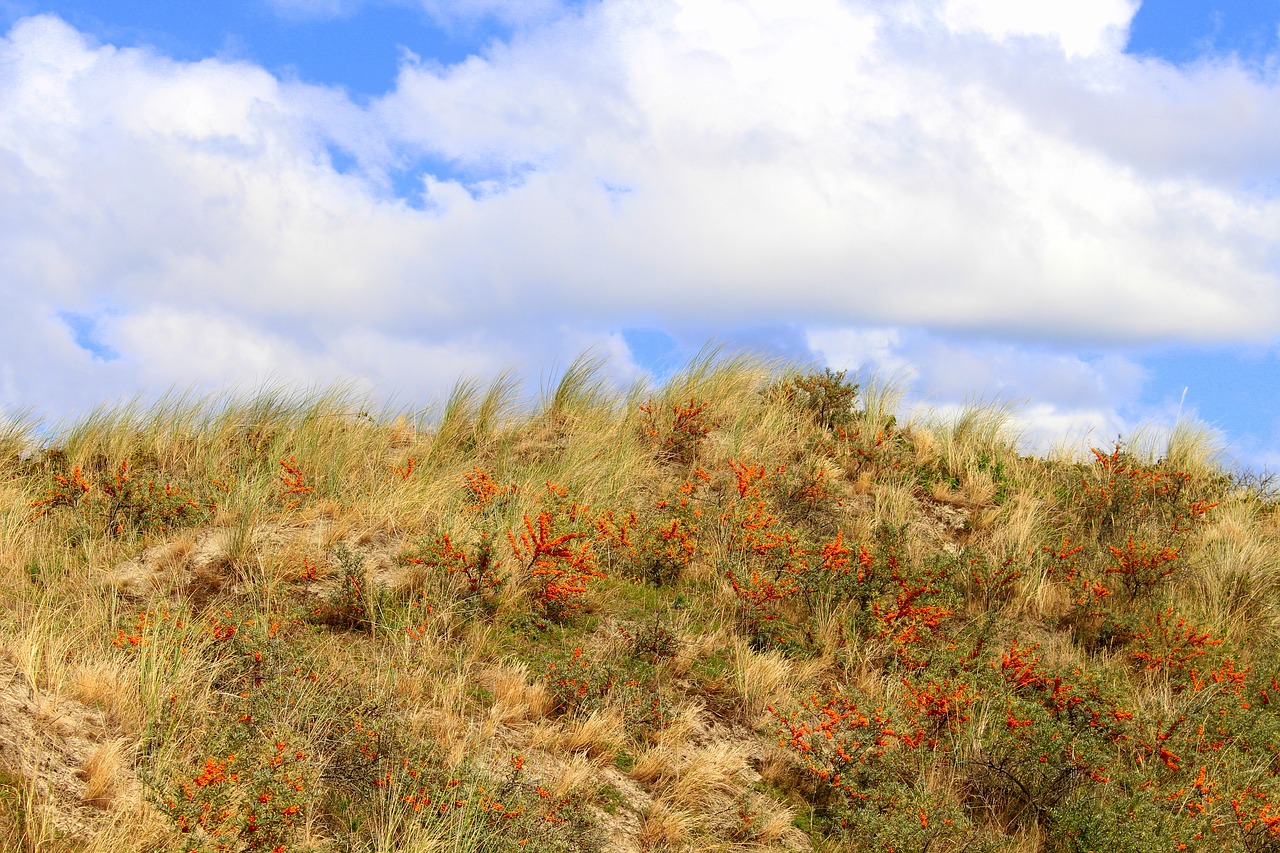 landscape  langeoog  nature free photo