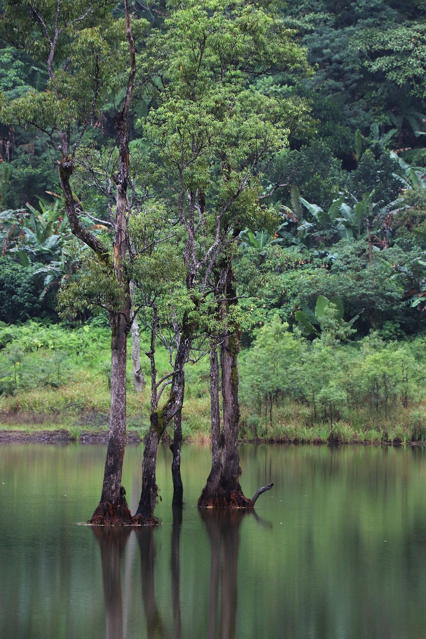 landscape  jungle  nature free photo