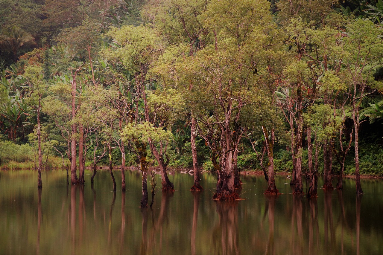 landscape  jungle  reflection free photo