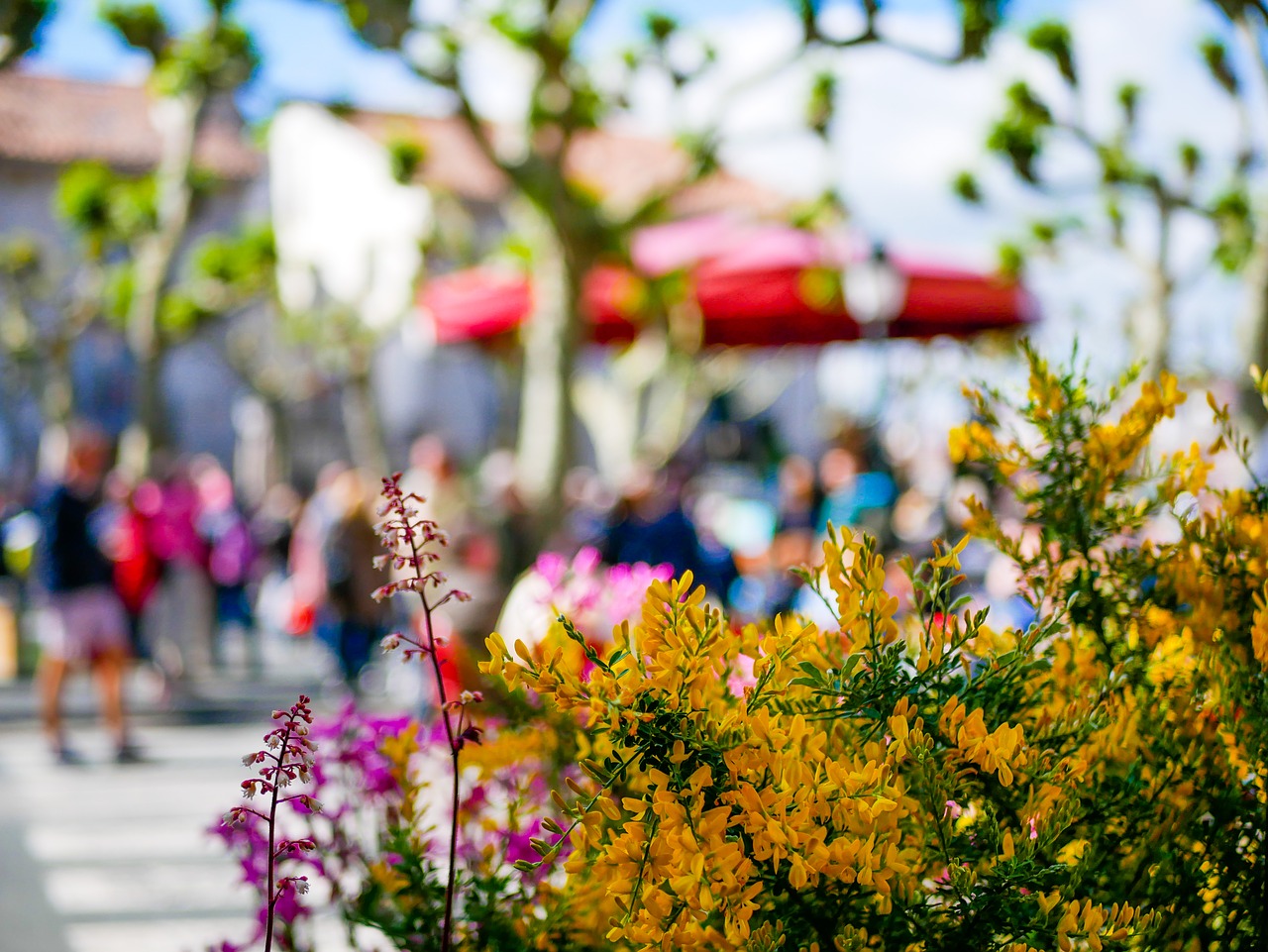 landscape  flowers  place free photo