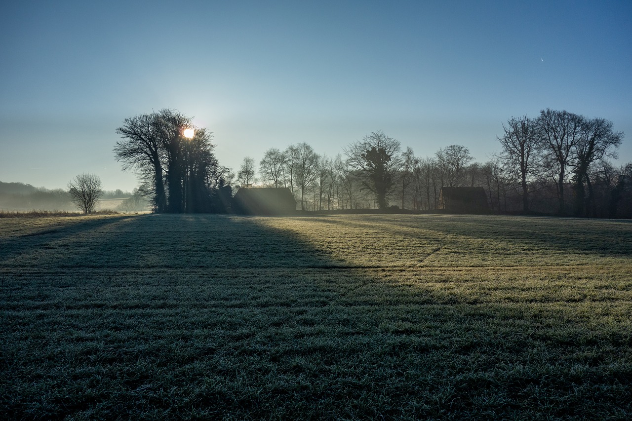 landscape  tree  against the light free photo