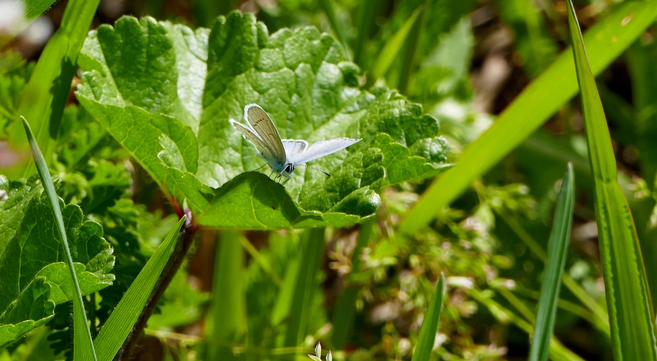 landscape  nature  butterfly free photo