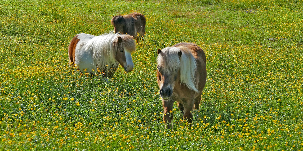 landscape  meadow  pasture free photo