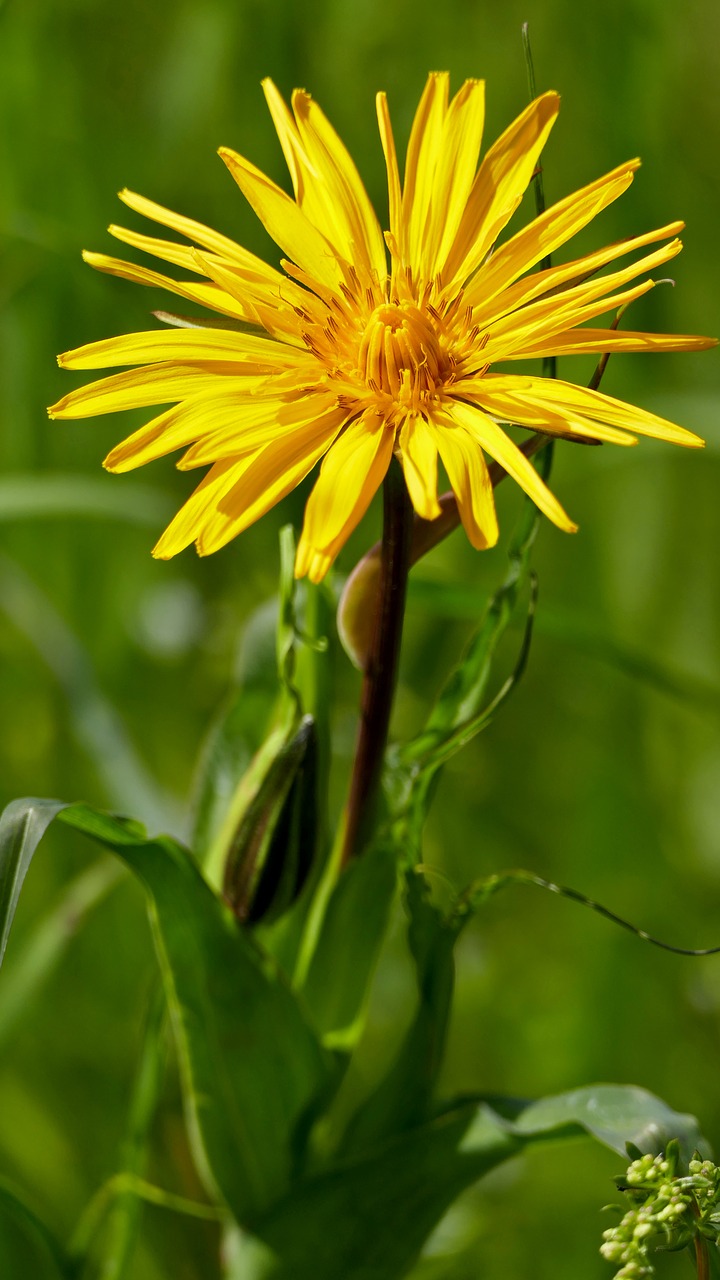 landscape  nature  meadow free photo