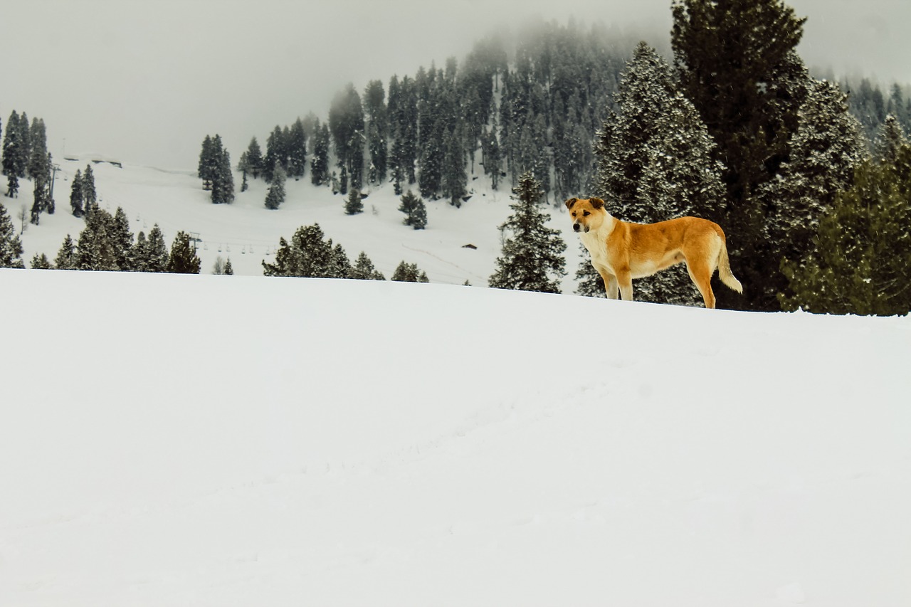 landscape  beautiful  swat free photo