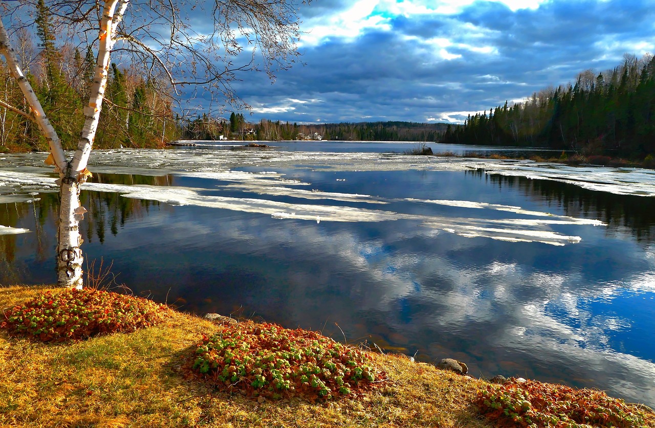 landscape  nature  trees free photo