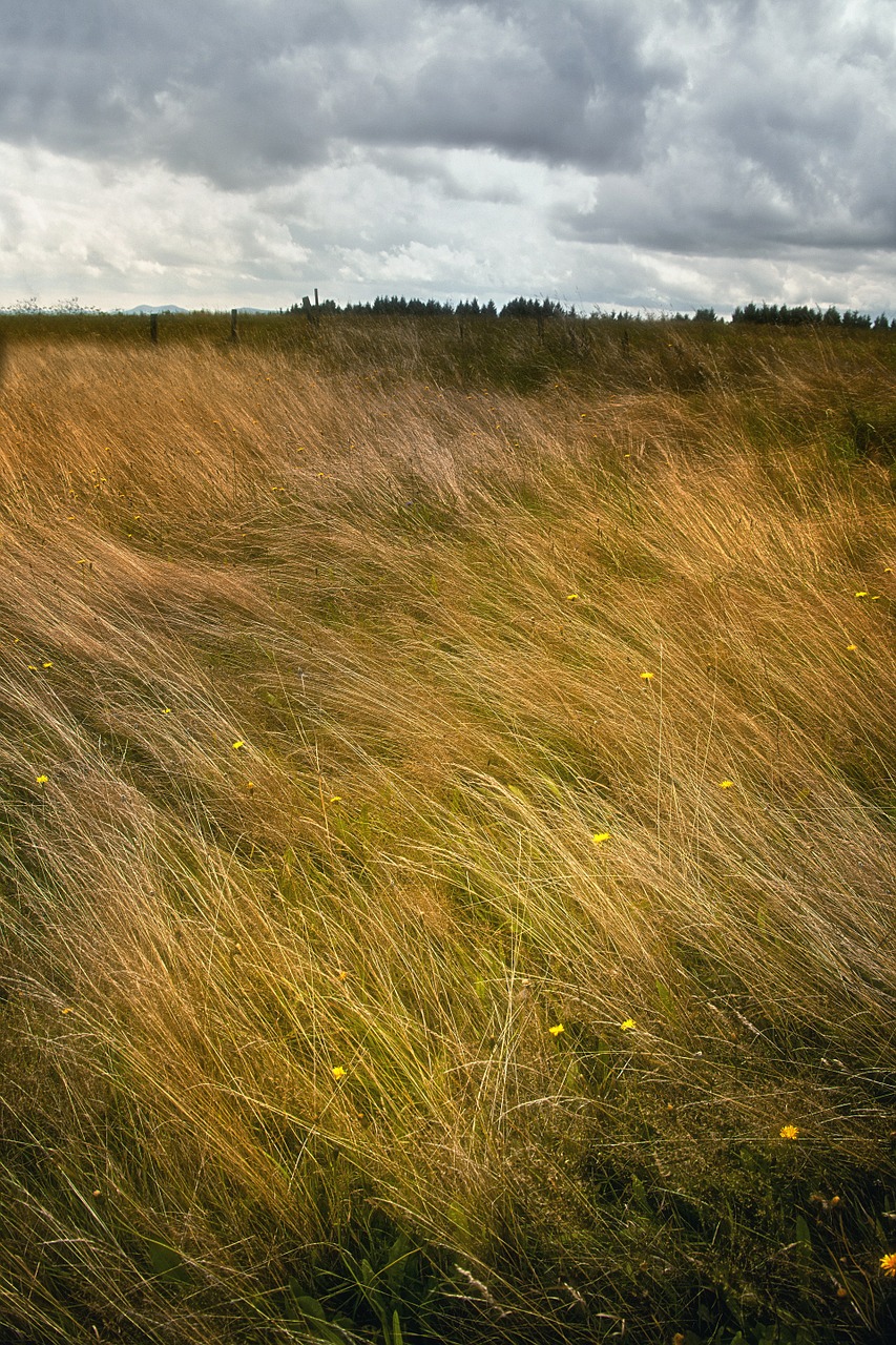 landscape grass windy free photo
