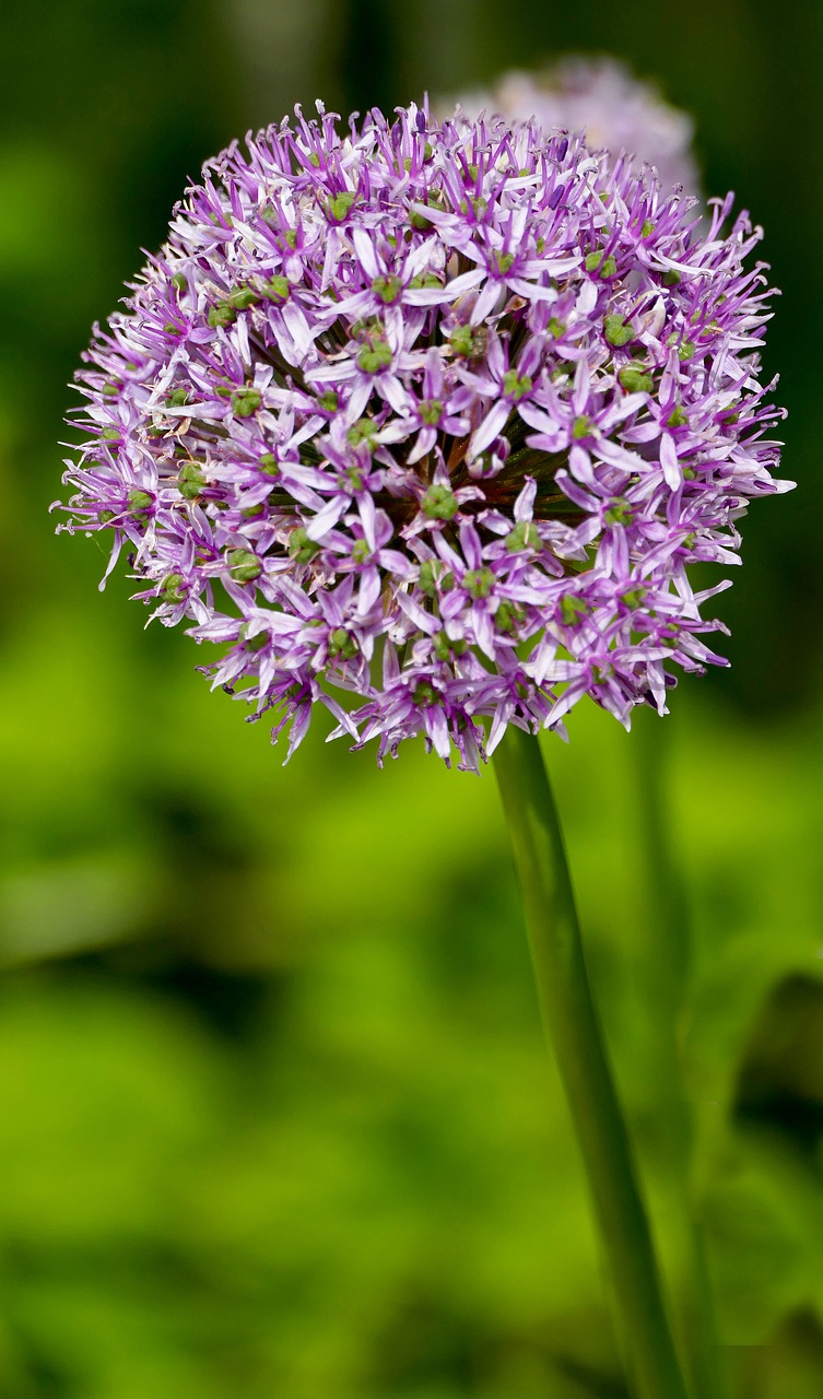 landscape  nature  flower free photo