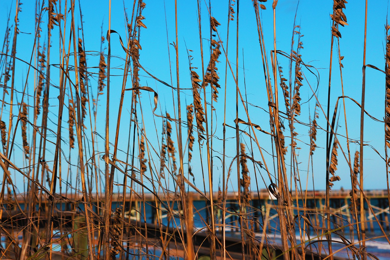 landscape  beach  costa free photo