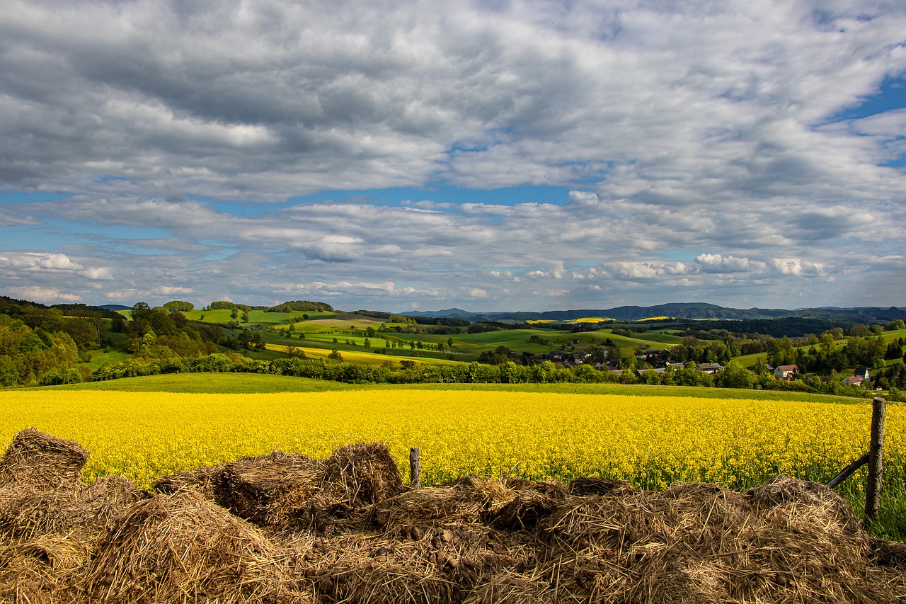 landscape  nature  rape blossom free photo