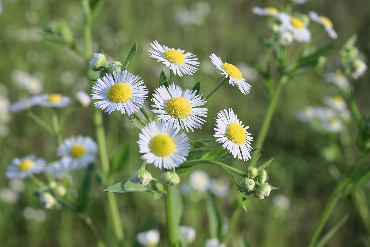 landscape  flowers  green free photo