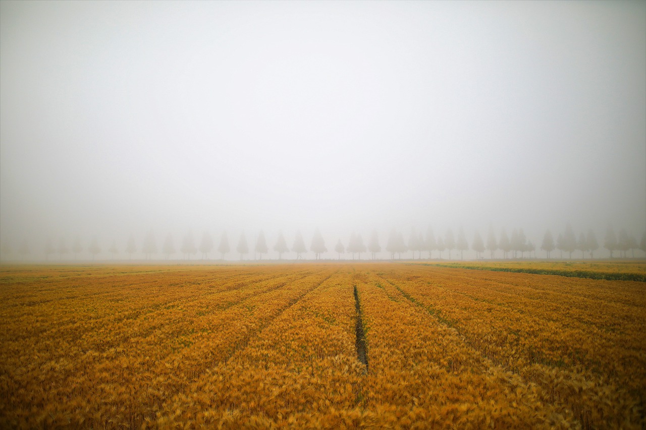 landscape  barley field  nature free photo