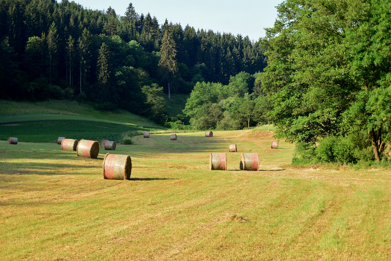 landscape  hay bales  summer free photo