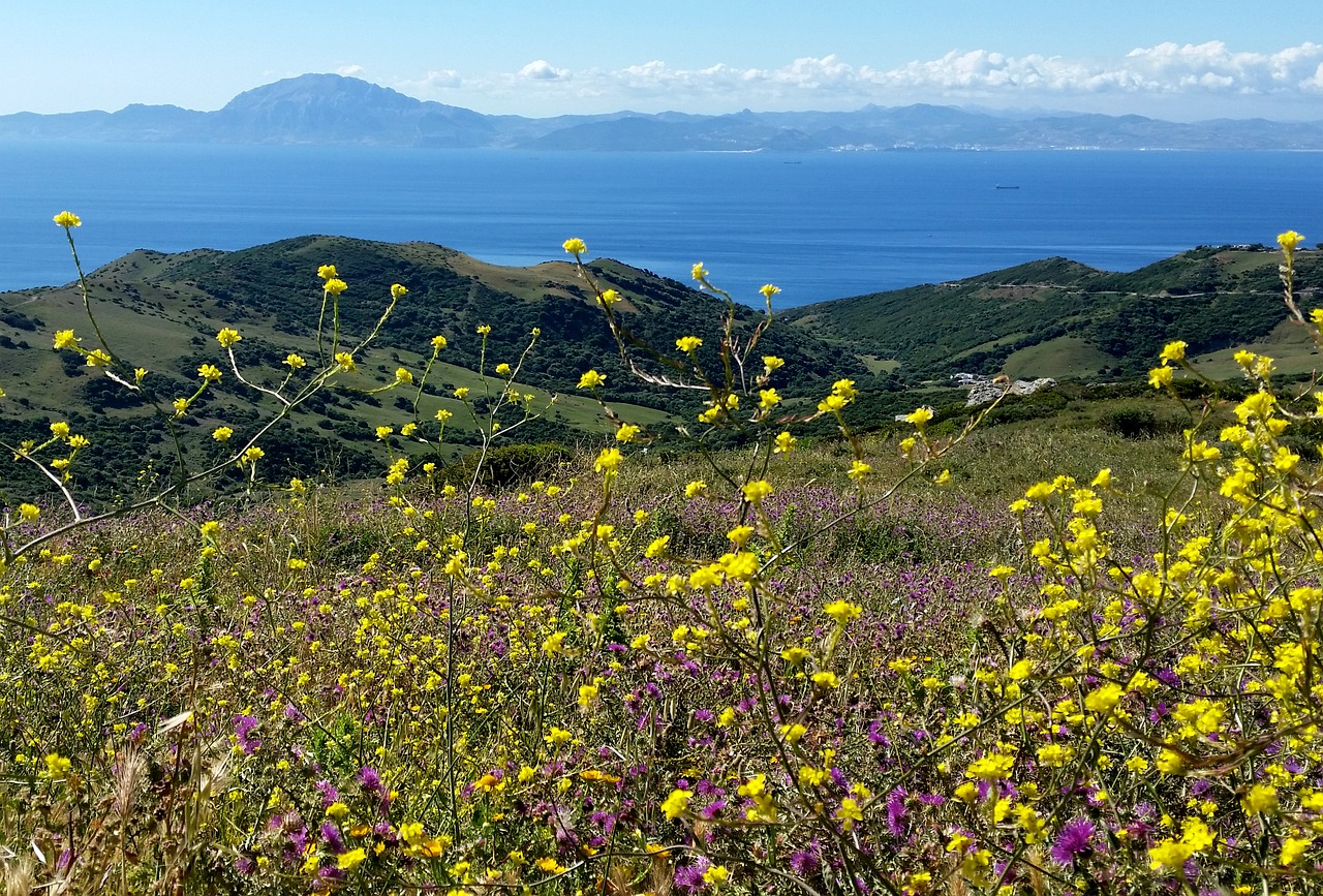 landscape  summer  nature free photo