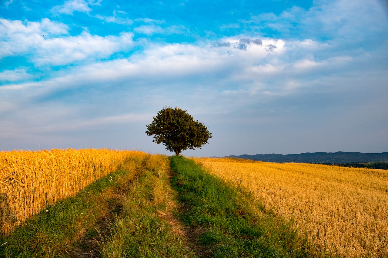 landscape  harvest  corn free photo