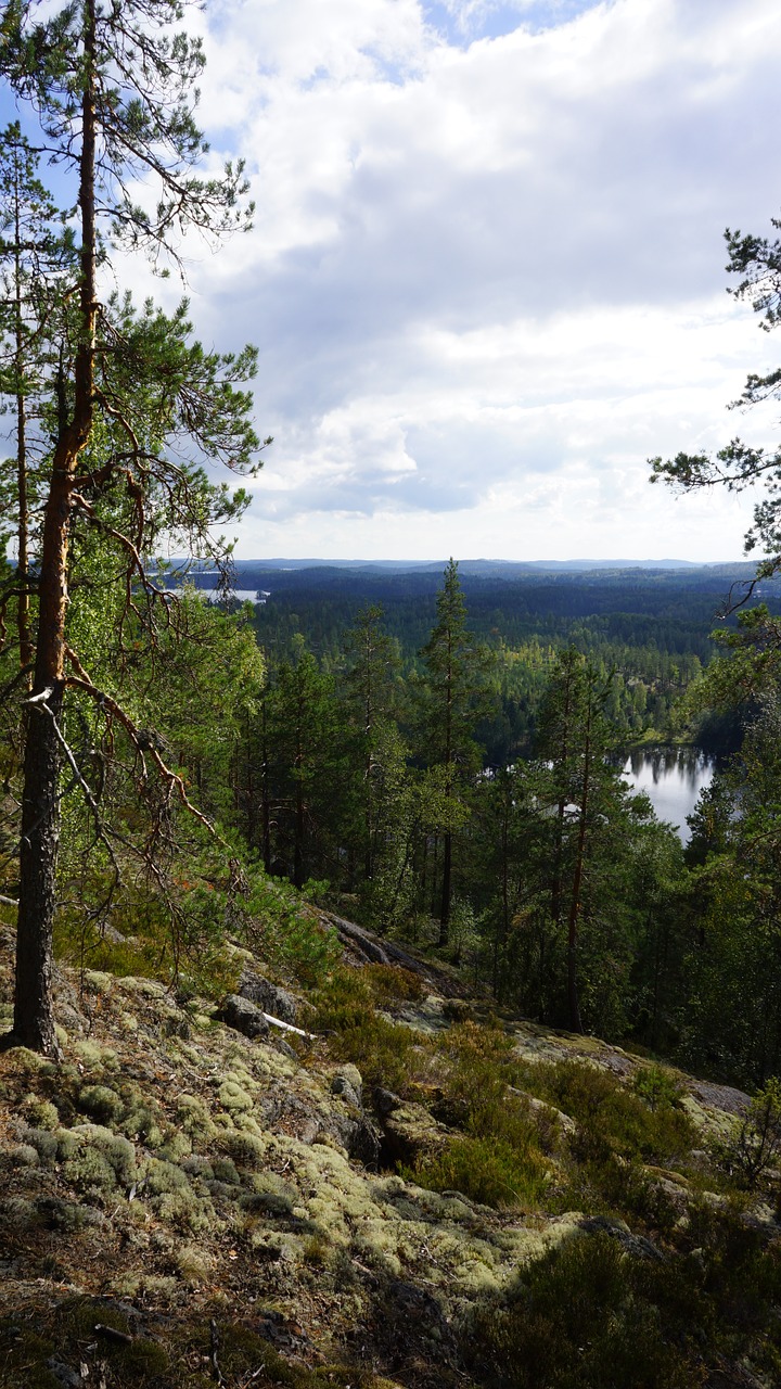 landscape forest the skyline free photo