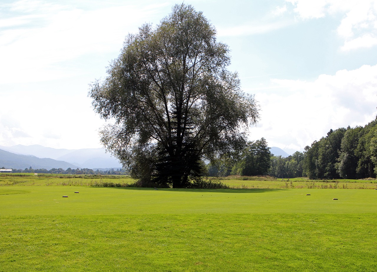 landscape chiemgau tree free photo