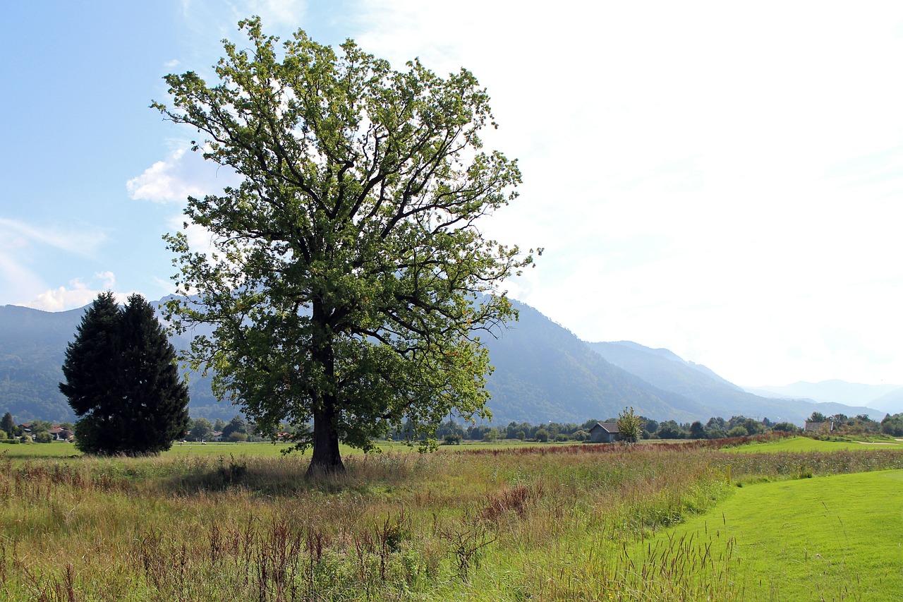 landscape chiemgau tree free photo