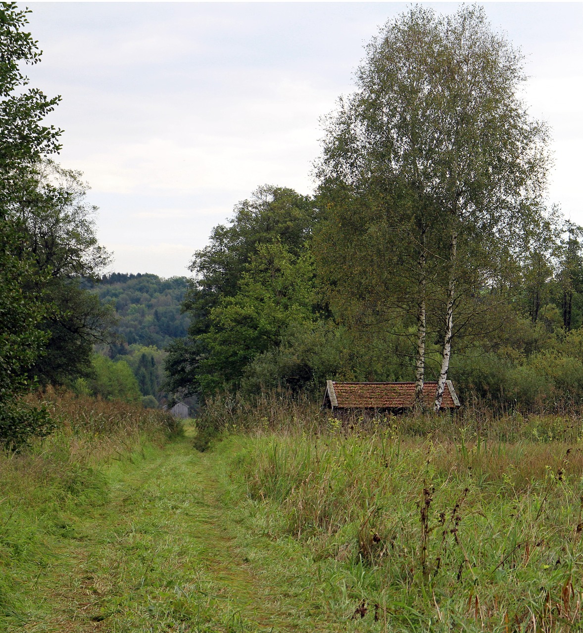 landscape nature forest free photo